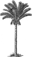 Date Palm clip art