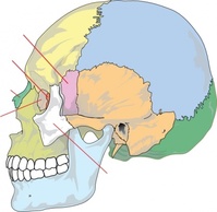 Education Science Skull Human Medicine Medical Biology Learning Nolables