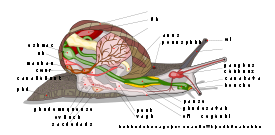 Escargot Anatomie avec descriptions en franÃ§ais - Snail Anatomy with French labels