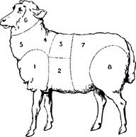 Food Sheep Meat Standing Classification