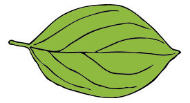 Oval Leaf 2
