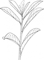 Plant Shrub Outline clip art