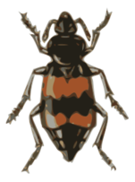 Spotted Sexton Beetle (necrophorus Guttatus)