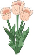 Tulip Flower 9